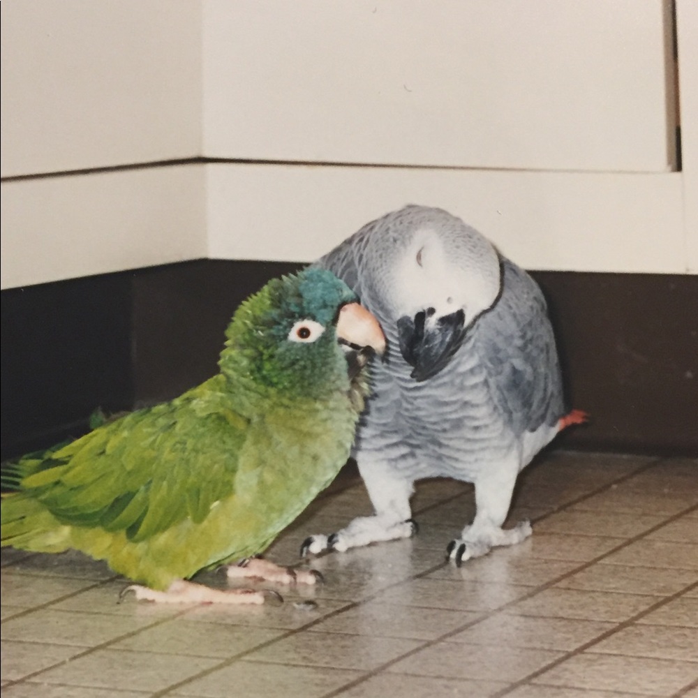 Meet your Posher, Diane